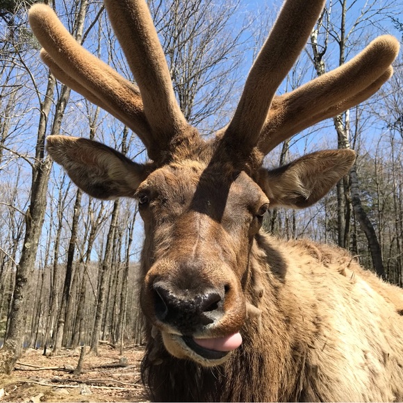 Meet your Posher, Tezali - Picture 1 of 2